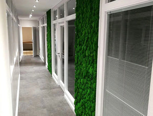 Green Mood Green Walls Ball Moss Wisag Hallway