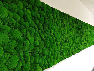 Green Mood Green Walls Ball Moss Wisag Wall Mounted