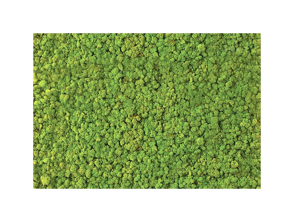 Green Mood Green Walls Lichen Moss Close View