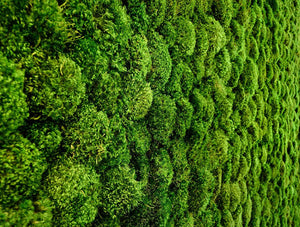 Green Mood Green Walls Provence Moss Close Up