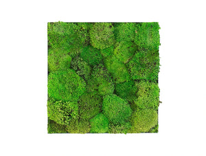 Green Mood Kokoon Ball Moss Frame 400 X 400Mm