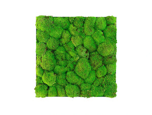 Green Mood Kokoon Ball Moss Frame 600 X 600Mm